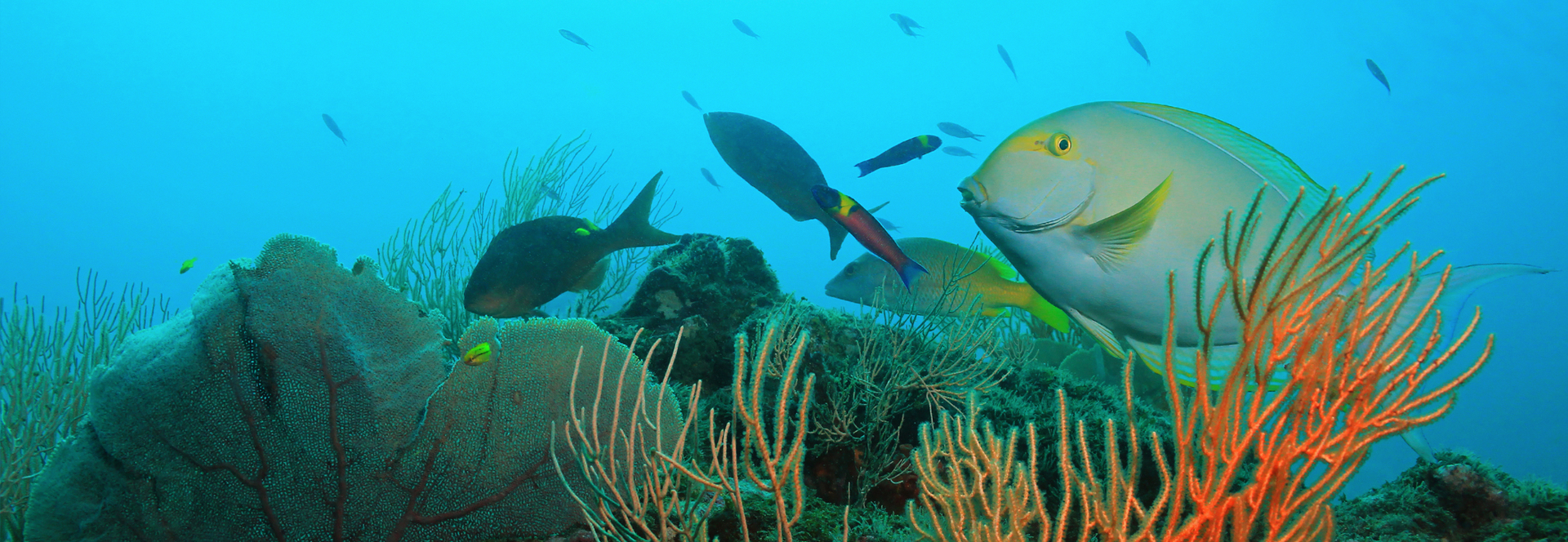 Reserva Biológica Isla del Caño